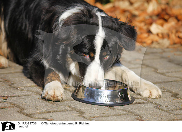 Border-Collie-Australian-Shepherd-Mischling / mongrel / RR-33736