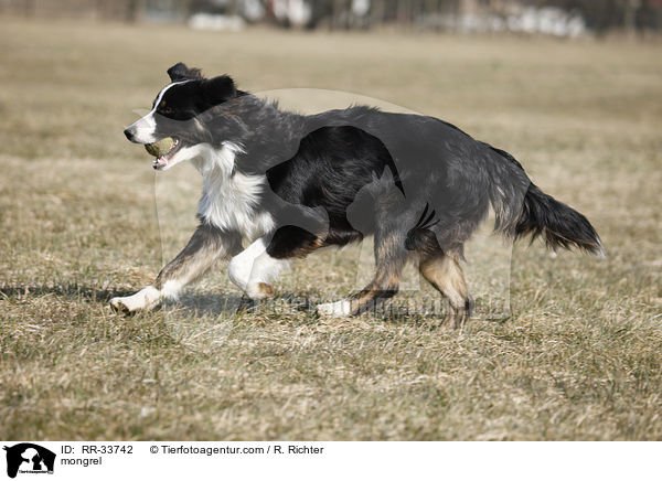 Border-Collie-Australian-Shepherd-Mischling / mongrel / RR-33742