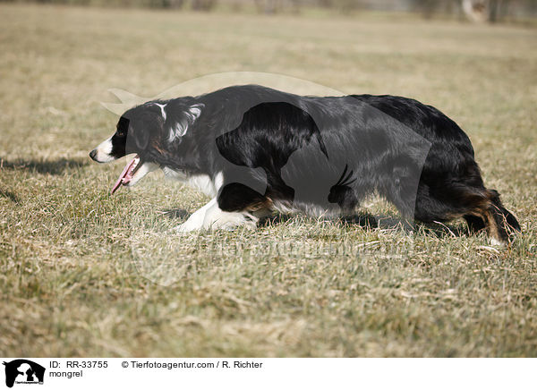 Border-Collie-Australian-Shepherd-Mischling / mongrel / RR-33755