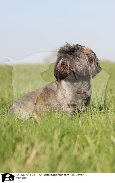 Shih-Tzu-Mix / mongrel / MB-01624