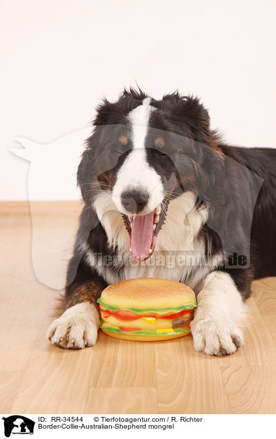 Border-Collie-Australian-Shepherd-Mischling / Border-Collie-Australian-Shepherd mongrel / RR-34544