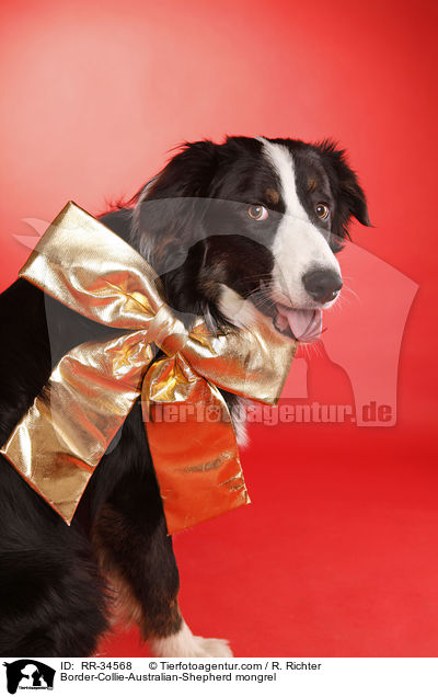 Border-Collie-Australian-Shepherd-Mischling / Border-Collie-Australian-Shepherd mongrel / RR-34568