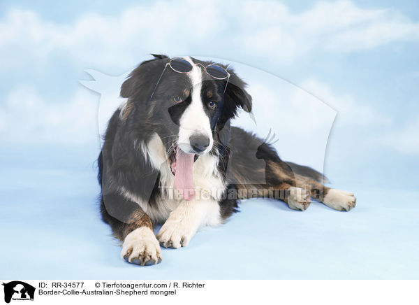 Border-Collie-Australian-Shepherd-Mischling / Border-Collie-Australian-Shepherd mongrel / RR-34577