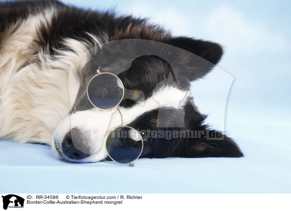 Border-Collie-Australian-Shepherd-Mischling / Border-Collie-Australian-Shepherd mongrel / RR-34586