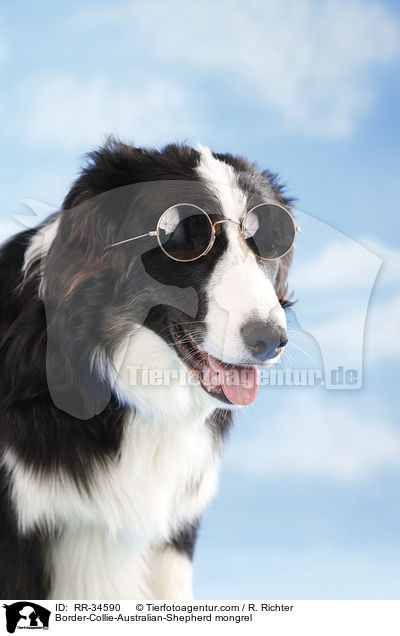 Border-Collie-Australian-Shepherd-Mischling / Border-Collie-Australian-Shepherd mongrel / RR-34590
