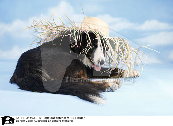 Border-Collie-Australian-Shepherd-Mischling / Border-Collie-Australian-Shepherd mongrel / RR-34593