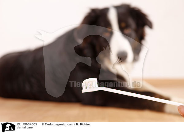 Zahnpflege / dental care / RR-34603