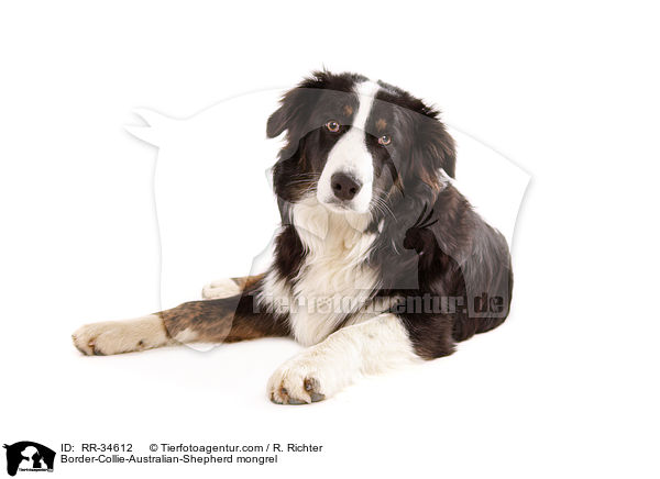 Border-Collie-Australian-Shepherd-Mischling / Border-Collie-Australian-Shepherd mongrel / RR-34612