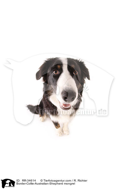 Border-Collie-Australian-Shepherd-Mischling / Border-Collie-Australian-Shepherd mongrel / RR-34614