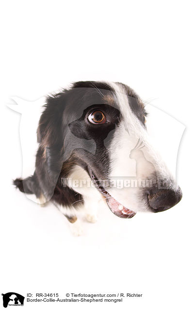 Border-Collie-Australian-Shepherd-Mischling / Border-Collie-Australian-Shepherd mongrel / RR-34615