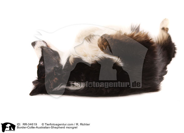 Border-Collie-Australian-Shepherd-Mischling / Border-Collie-Australian-Shepherd mongrel / RR-34619