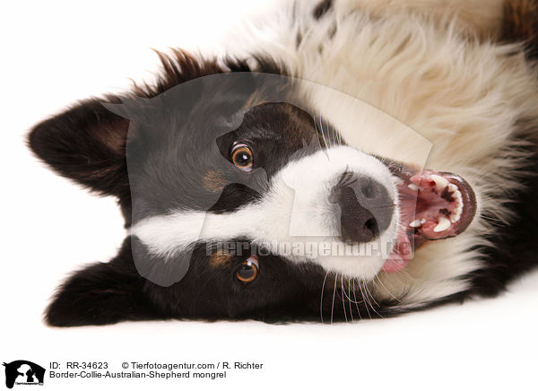 Border-Collie-Australian-Shepherd-Mischling / Border-Collie-Australian-Shepherd mongrel / RR-34623