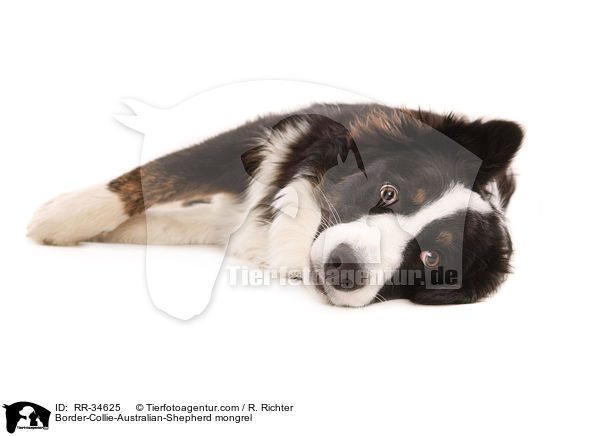 Border-Collie-Australian-Shepherd-Mischling / Border-Collie-Australian-Shepherd mongrel / RR-34625