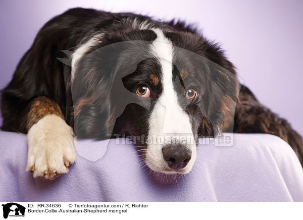 Border-Collie-Australian-Shepherd-Mischling / Border-Collie-Australian-Shepherd mongrel / RR-34636