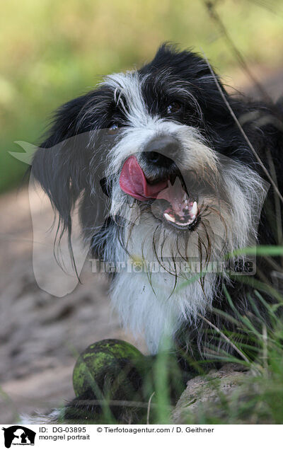 Mischling Portrait / mongrel portrait / DG-03895