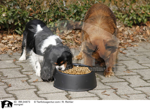 mongrel / RR-34873
