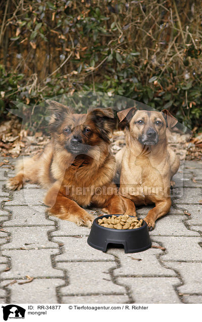 Mischling / mongrel / RR-34877