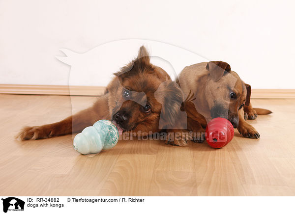 dogs with kongs / RR-34882