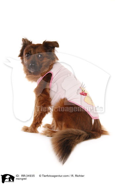 Mischling / mongrel / RR-34935