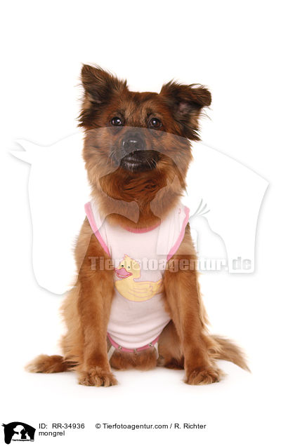 Mischling / mongrel / RR-34936