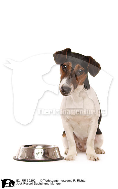 Jack-Russell-Dackel-Mischling / Jack-Russell-Dachshund-Mongrel / RR-35262