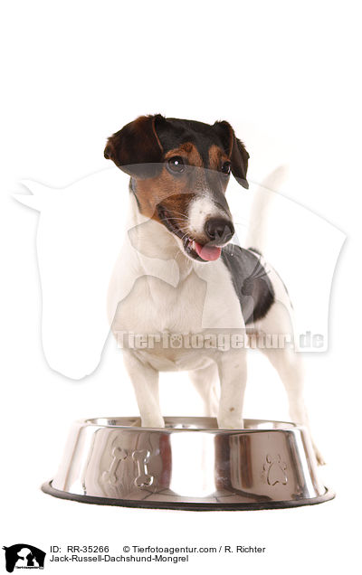 Jack-Russell-Dackel-Mischling / Jack-Russell-Dachshund-Mongrel / RR-35266