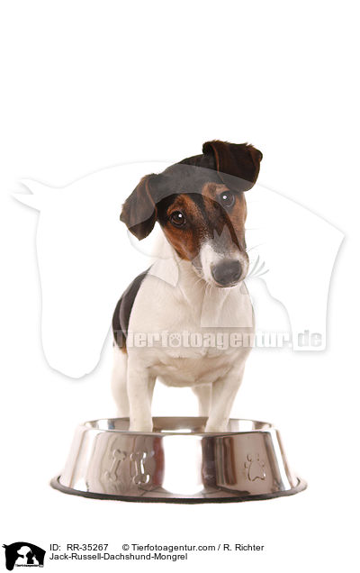 Jack-Russell-Dackel-Mischling / Jack-Russell-Dachshund-Mongrel / RR-35267