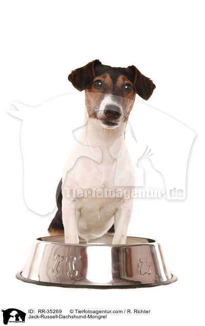 Jack-Russell-Dackel-Mischling / Jack-Russell-Dachshund-Mongrel / RR-35269