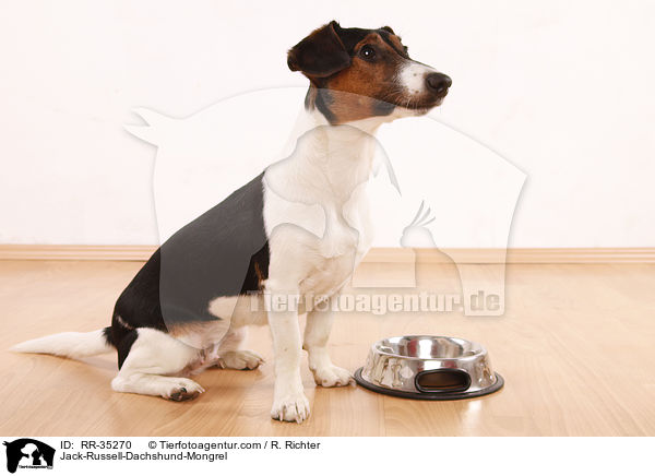 Jack-Russell-Dackel-Mischling / Jack-Russell-Dachshund-Mongrel / RR-35270