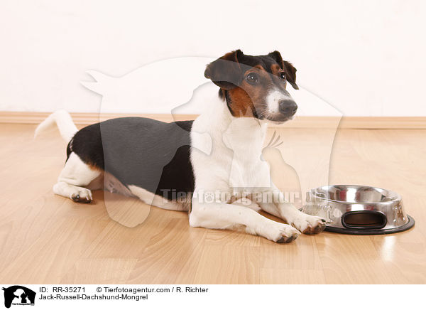 Jack-Russell-Dackel-Mischling / Jack-Russell-Dachshund-Mongrel / RR-35271