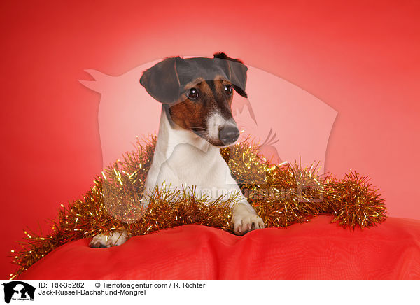 Jack-Russell-Dackel-Mischling / Jack-Russell-Dachshund-Mongrel / RR-35282