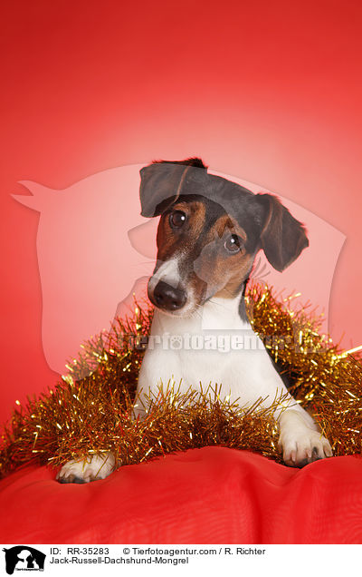 Jack-Russell-Dackel-Mischling / Jack-Russell-Dachshund-Mongrel / RR-35283