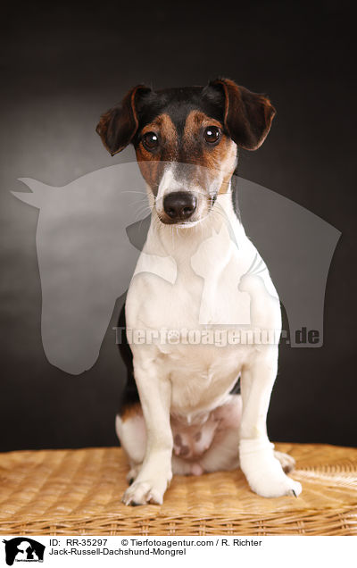 Jack-Russell-Dachshund-Mongrel / RR-35297