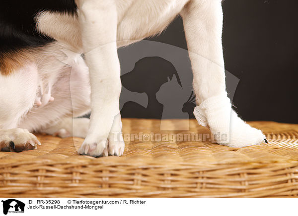 Jack-Russell-Dachshund-Mongrel / RR-35298