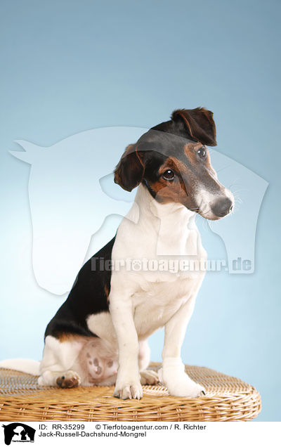 Jack-Russell-Dachshund-Mongrel / RR-35299