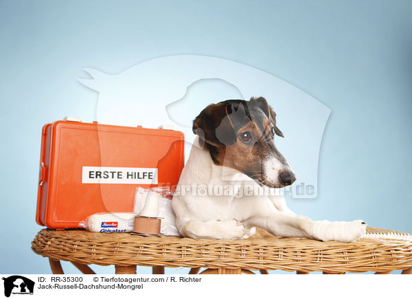 Jack-Russell-Dachshund-Mongrel / RR-35300