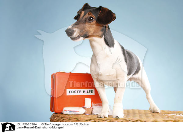 Jack-Russell-Dachshund-Mongrel / RR-35304