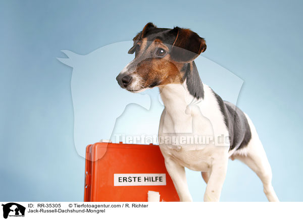 Jack-Russell-Dachshund-Mongrel / RR-35305