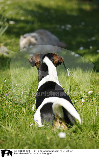 Jack-Russell-Dachshund-Mongrel / RR-35400