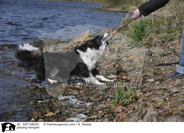 spielender Border-Collie-Mix / playing mongrel / SST-08023