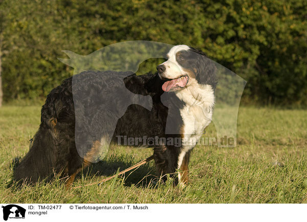 Berner Sennenhund-Mix / mongrel / TM-02477