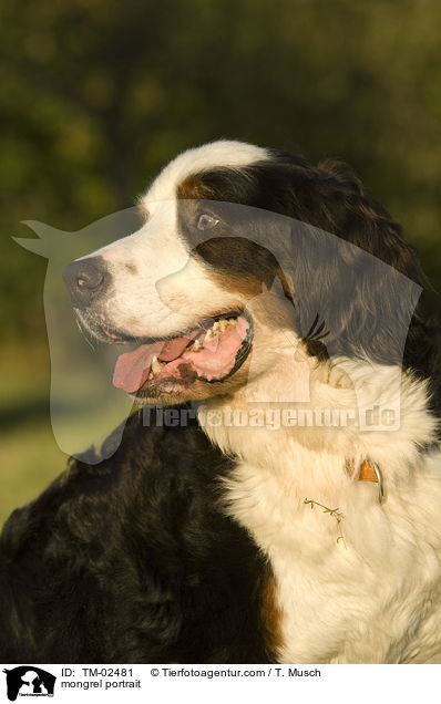 Berner Sennenhund-Mix Portrait / mongrel portrait / TM-02481