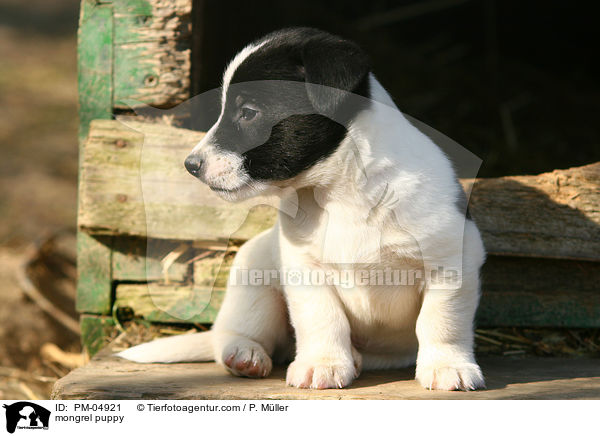 Jack-Russell-Dackel-Mix Welpe / mongrel puppy / PM-04921