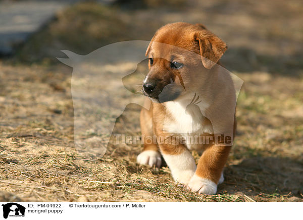mongrel puppy / PM-04922