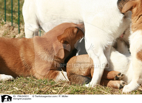 Jack-Russell-Dackel-Mix Welpen / mongrel puppies / PM-04931