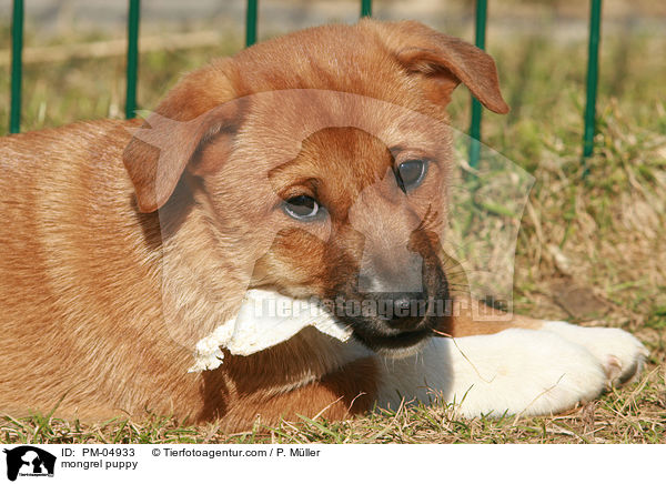 mongrel puppy / PM-04933