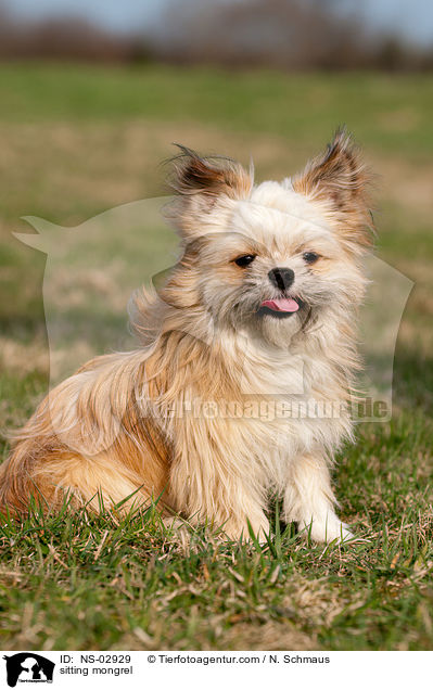 sitzender Shi-Tzu-Mix / sitting mongrel / NS-02929