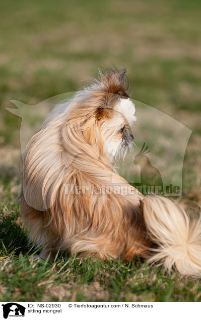 sitzender Shi-Tzu-Mix / sitting mongrel / NS-02930