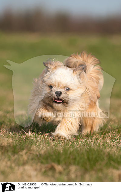 rennender Shi-Tzu-Mix / running mongrel / NS-02933