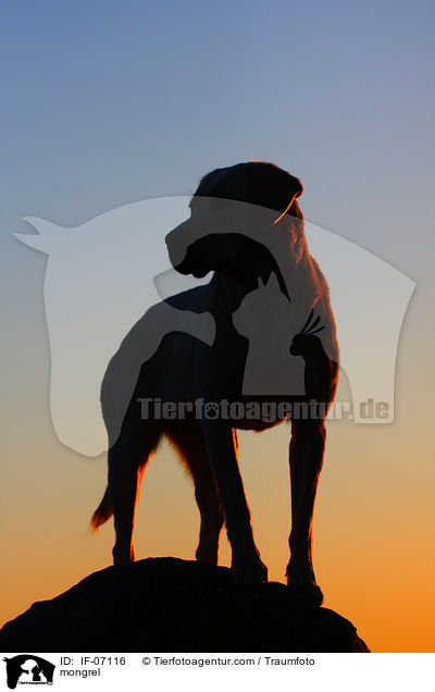 Labrador-Mix / mongrel / IF-07116